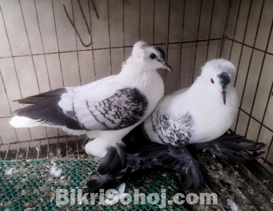 Swallow Pigeon (shallow kobutor)